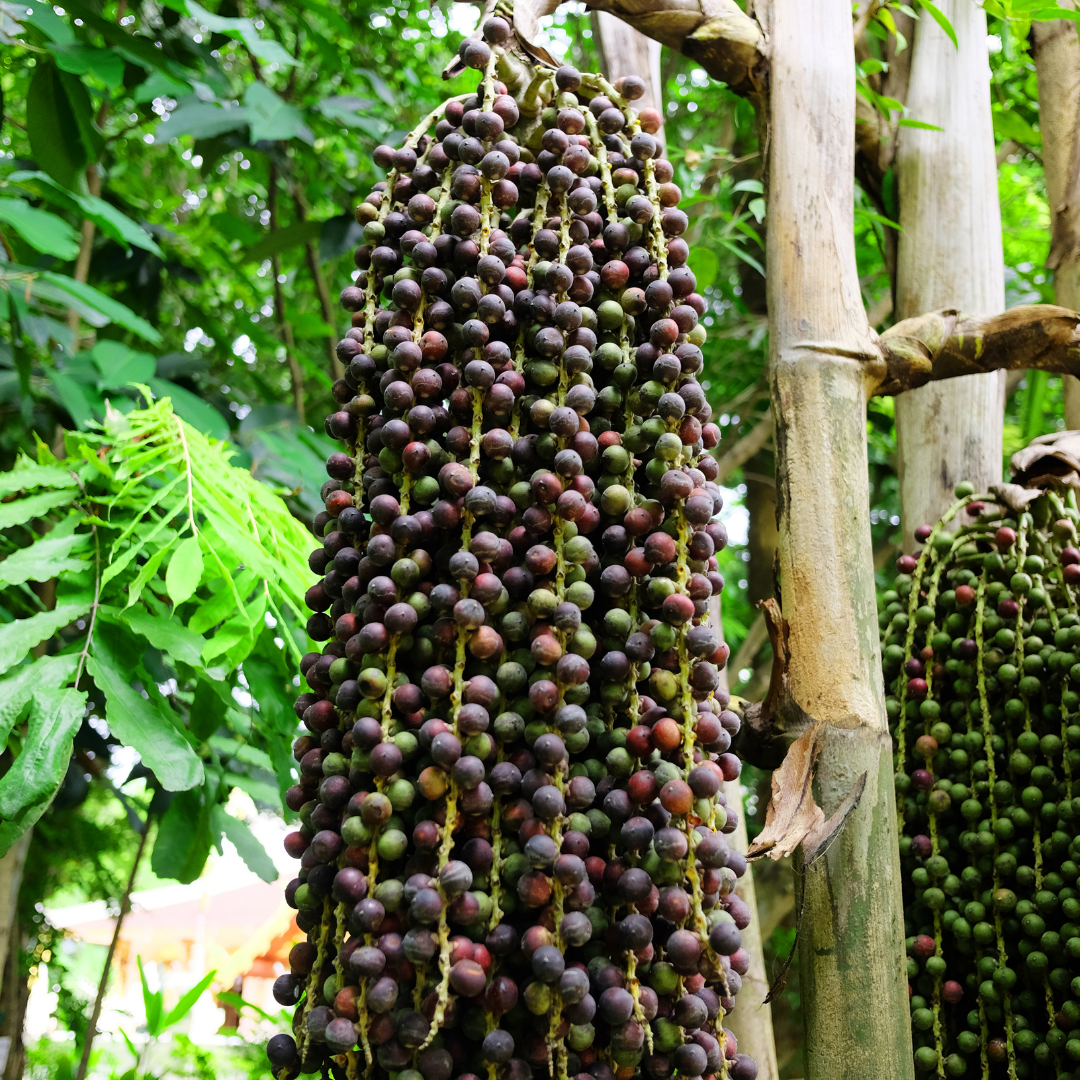 Ingredient Spotlight | Açaí