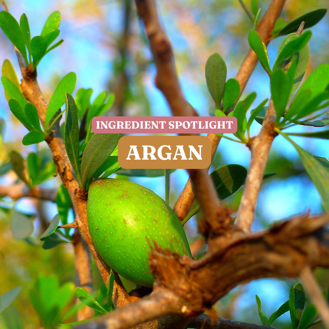 Ingredient Spotlight | Argan