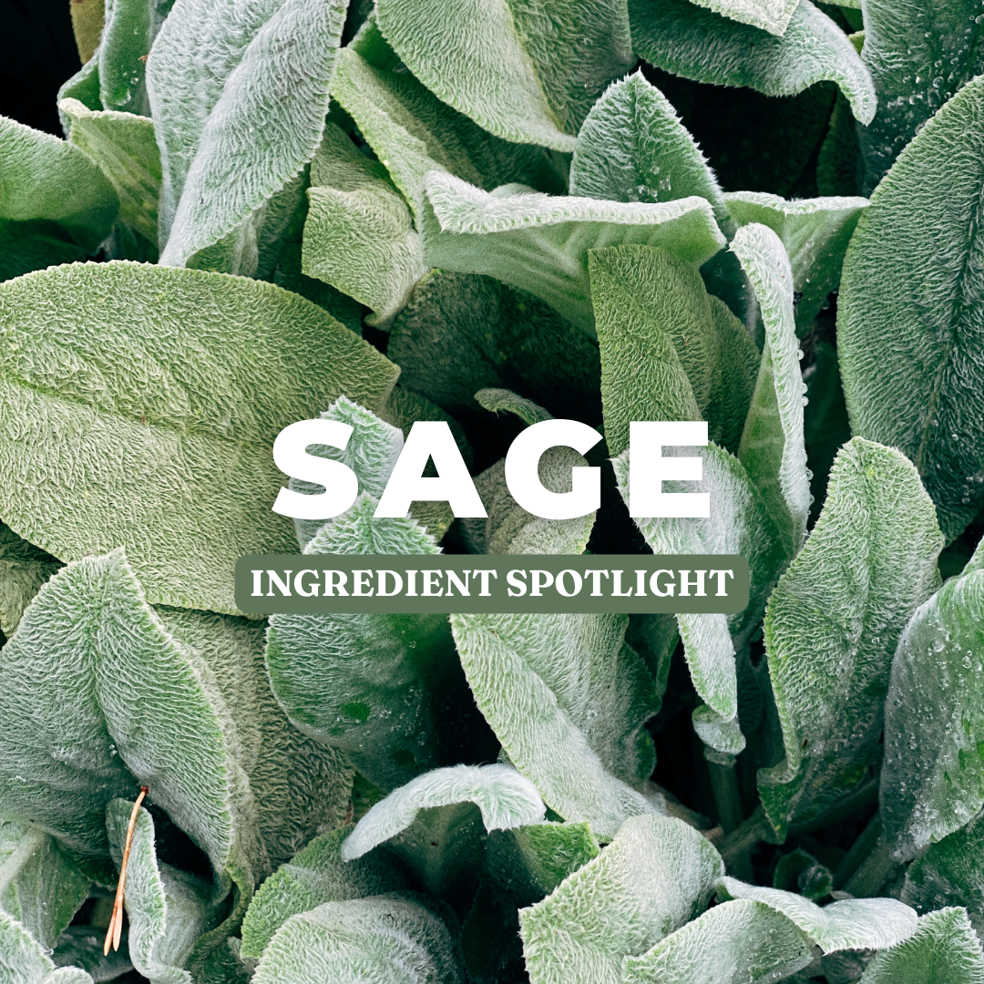 Ingredient Spotlight | Sage