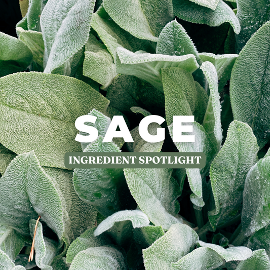 Ingredient Spotlight | Sage